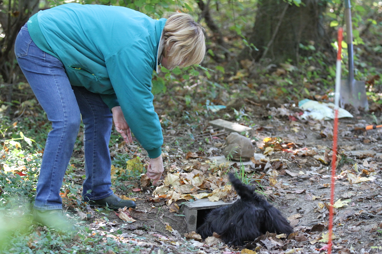 Is Your Dog a Champion Earthdog? American Kennel Club