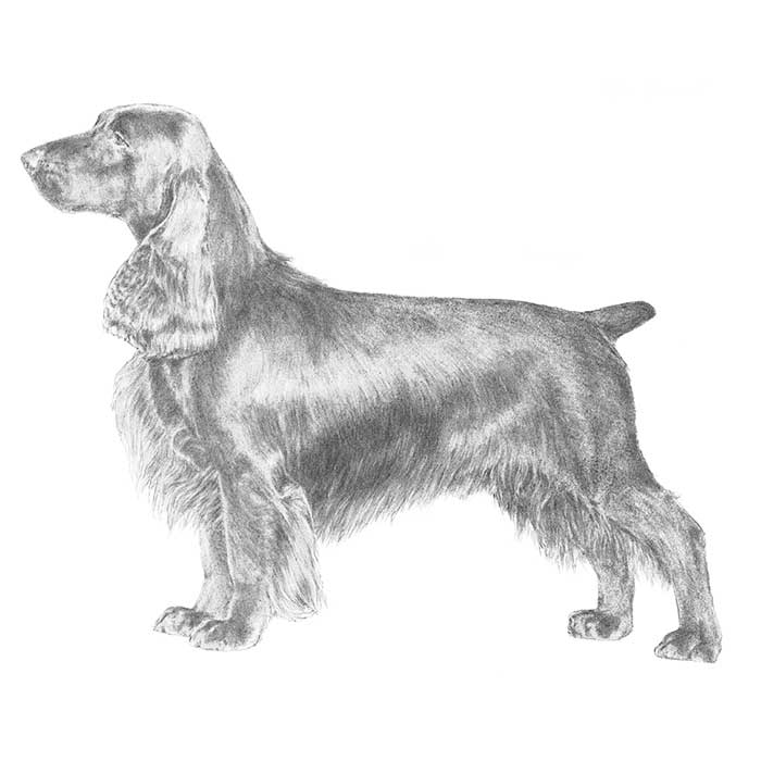 Field Spaniel Dog Breed Information American Kennel Club