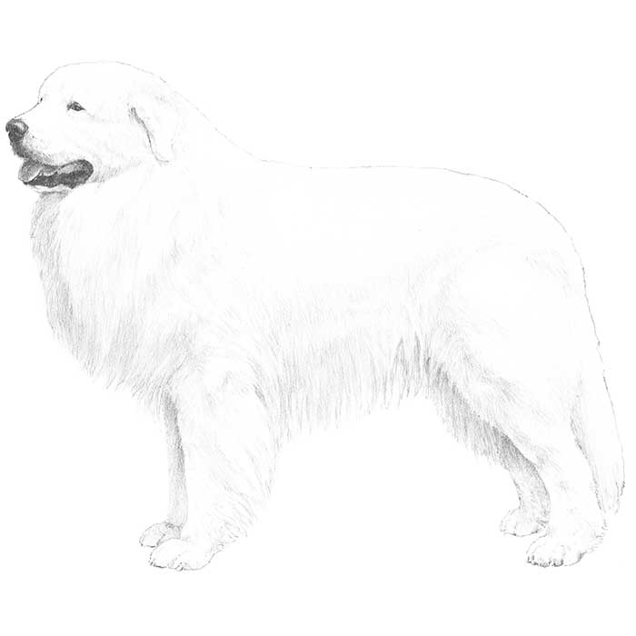 Great Pyrenees Dog Breed Information American Kennel Club