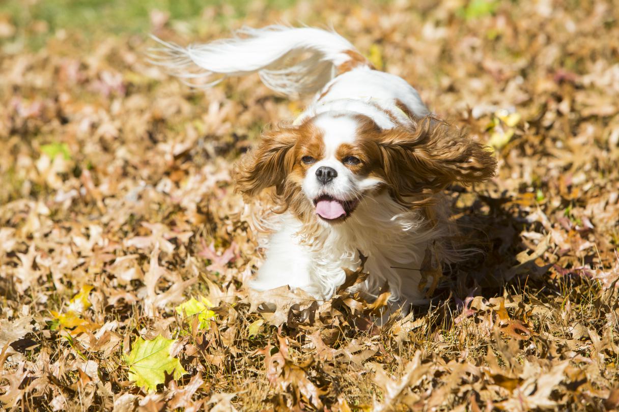 akc breeds the 25 smallest breeds american kennel club akc breeds the 25 smallest breeds american kennel club