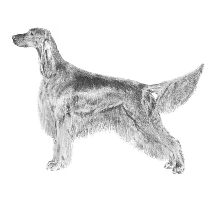 Irish Setter Dog Breed Information American Kennel Club