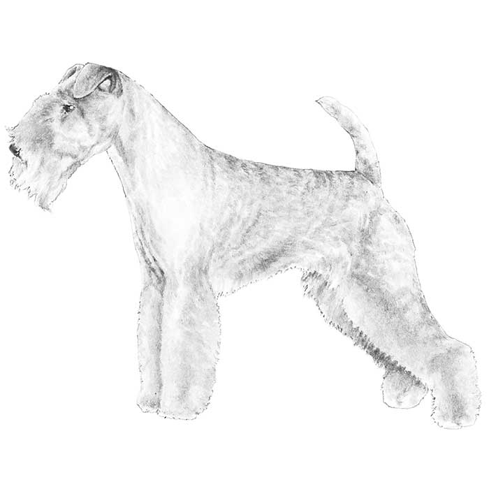 Lakeland Terrier Dog Breed Information American Kennel Club
