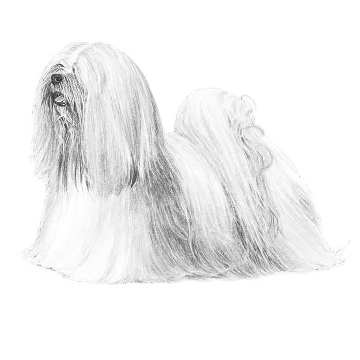 Lhasa Apso Dog Breed Information American Kennel Club