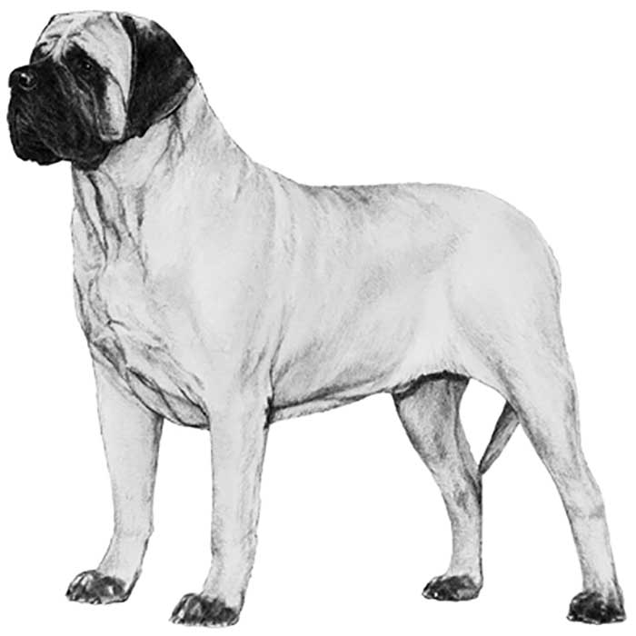 English Mastiff Dog Breed Information American Kennel Club