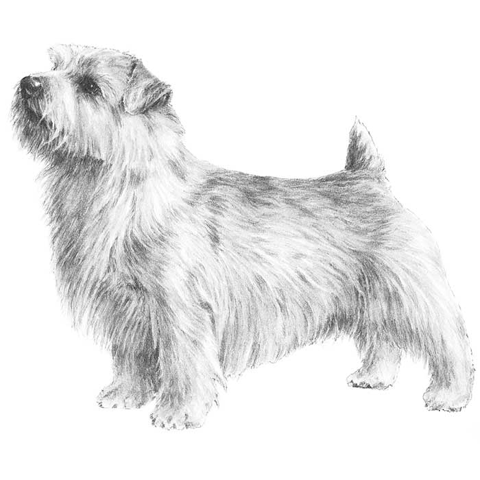 Norfolk Terrier Dog Breed Information American Kennel Club