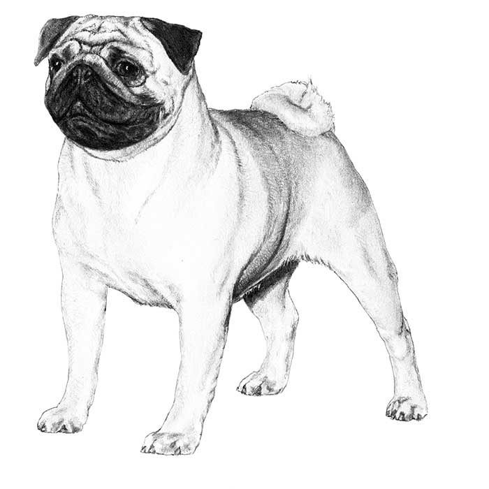 pug illustration pug breed information american kennel club pug illustration pug breed information american kennel club