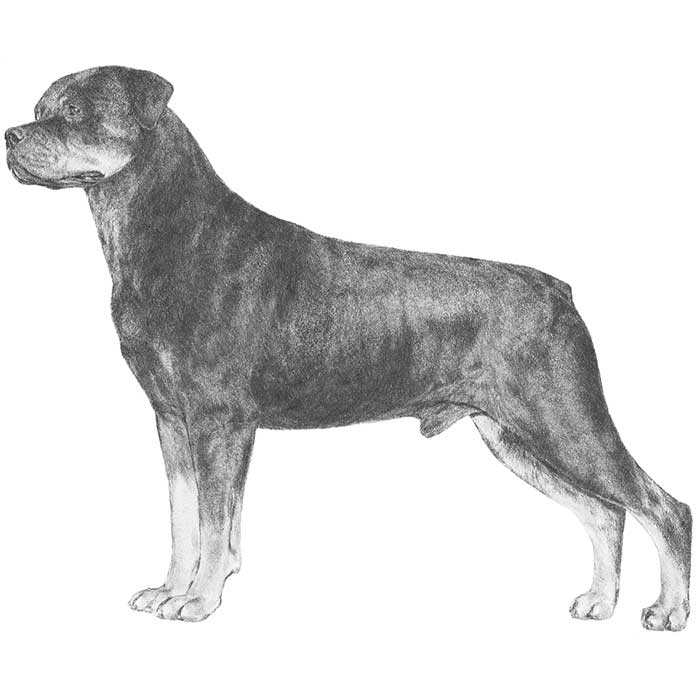 rottweiler bred for rottweiler breed information american kennel club rottweiler bred for rottweiler breed information american kennel club