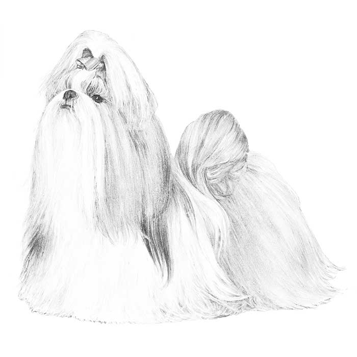 shih tzu breed club shih tzu breed information american kennel club shih tzu breed club shih tzu breed information american kennel club
