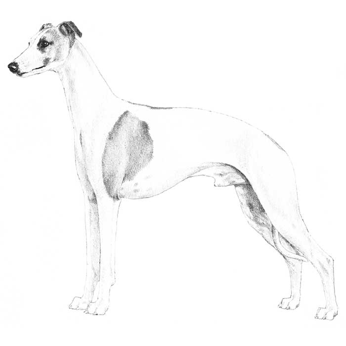 Whippet Dog Breed Information American Kennel Club
