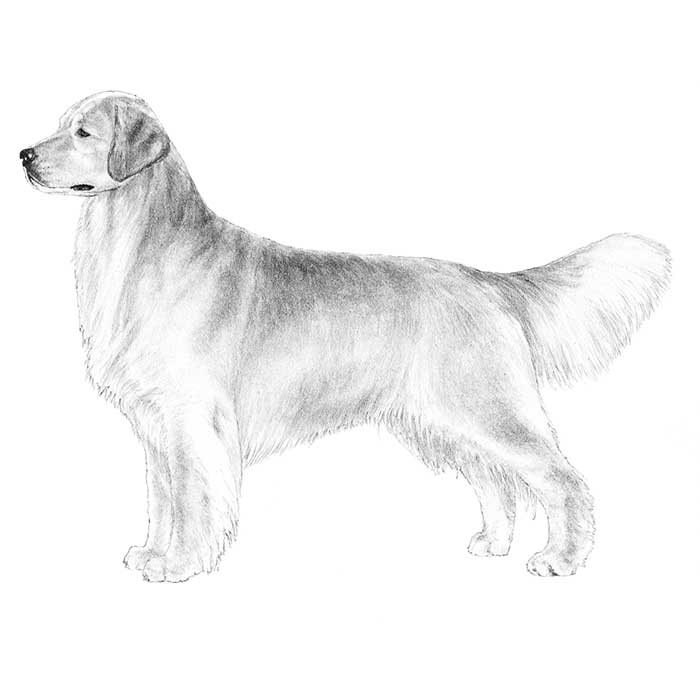 akc golden retrievers golden retriever breed information american kennel club akc golden retrievers golden retriever breed information american kennel club