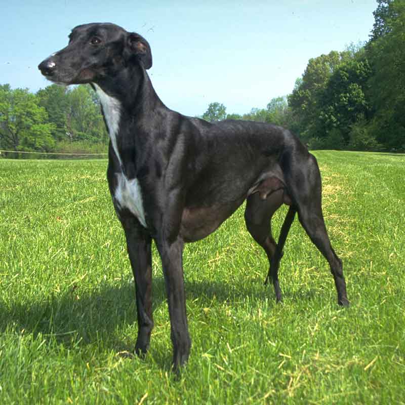 Hound Dog Breed Group American Kennel Club