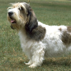 Irish Wolfhound Temperament Sweet Tempered Gentle Giants | Dog Breeds ... Irish Wolfhound Temperament Sweet Tempered Gentle Giants | Dog Breeds ...