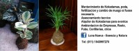 Jardinería Venta de Plantas y Kokedamas