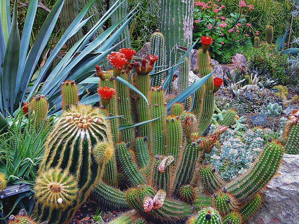 eco-friendly-gardening-botanical-cacti-cactus-256355