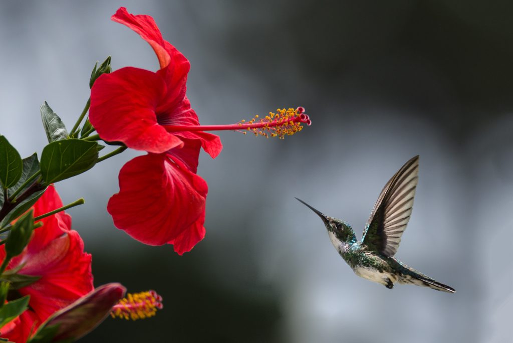 eco-friendly-bird-feeders-gardens-beautiful-beautiful-flowers-bird-1133957