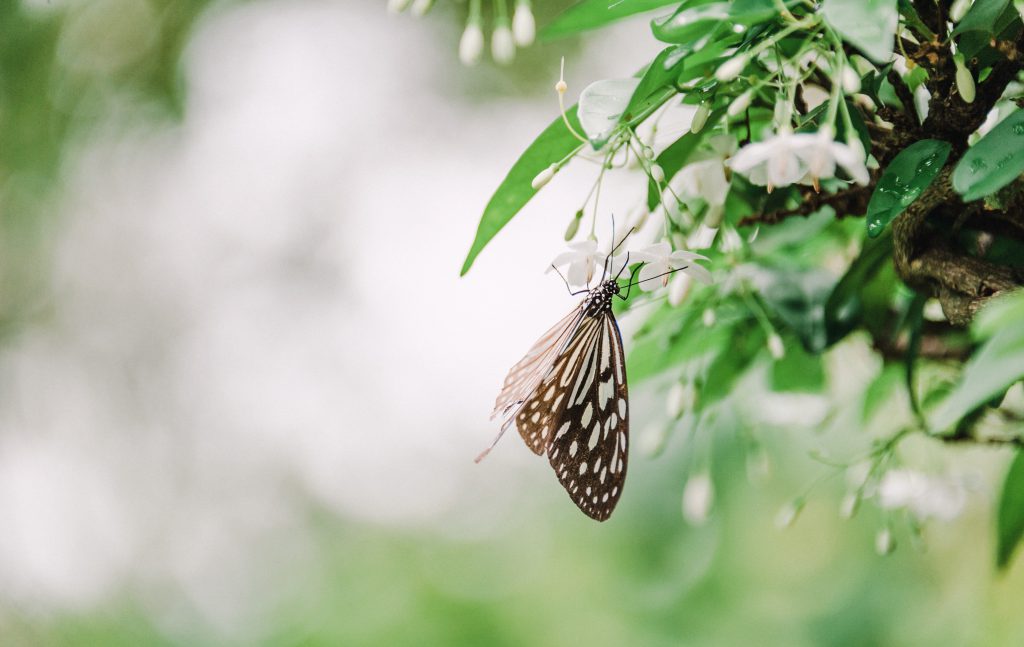 eco-friendly-gardening-animal-bloom-blossom-13101821