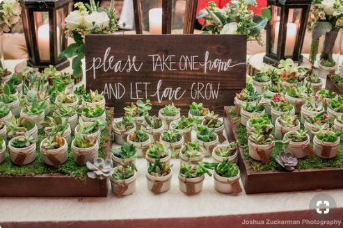 succulents-party-favors-bridal-shower