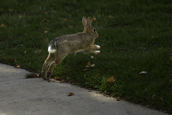 Rabbit Massacre