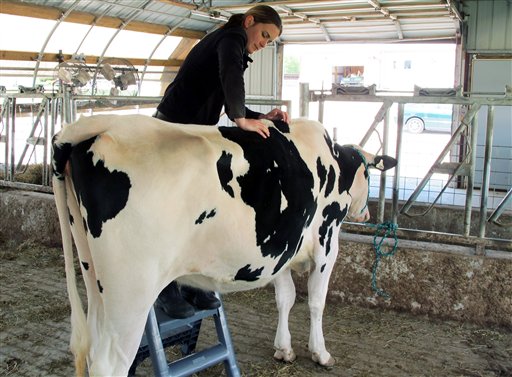 Food and Farm Comfortable Cows
