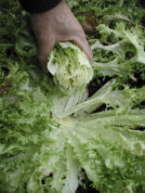 This undated photo shows blanched endive in New Paltz, N.Y. Planted close together, endive's outer leaves fold up to keep light from inner leaves, making them sweet and tender. (Lee Reich via AP)