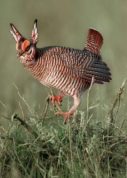 FILE- In this April 7, 1999, file photo, a male lesser prairie chicken climbs a sage limb to rise above the others at a breeding area near Follett, Texas. The lesser prairie chicken was removed from the threatened and endangered species list earlier this year following court rulings in Texas and a decision by government lawyers not to pursue an appeal. However, federal wildlife officials on Tuesday, Nov. 29, 2016, agreed to reconsider the status of a grouse found in pockets across the Great Plains as environmentalists fight to return the bird to the list of protected species. (David Crenshaw /Tulsa World via AP, File)