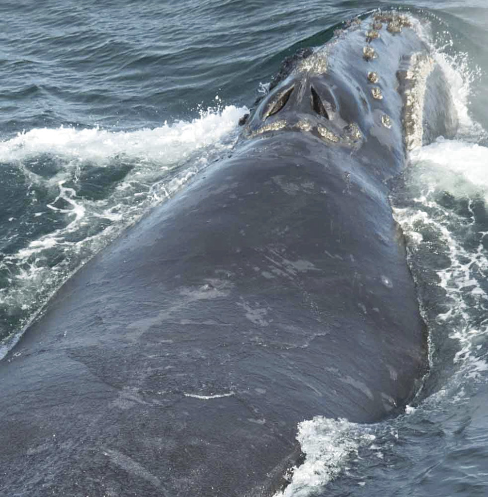 Scientists on research vessel spot rare whale in Bering Sea Scientists on research vessel spot rare whale in Bering Sea