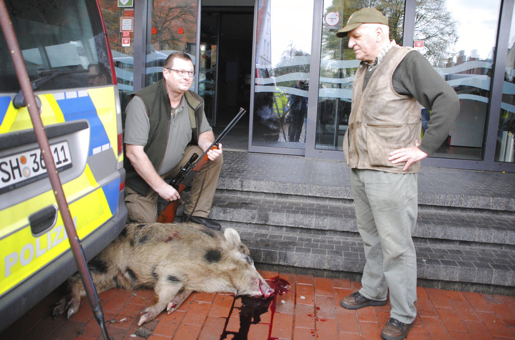 Wild boars rampage through German town, injure at least 4