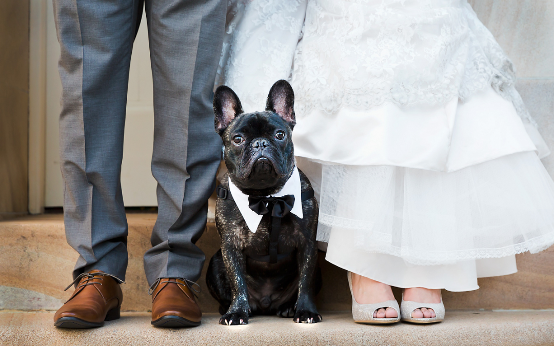 Pet no casamento de acordo com seu signo!