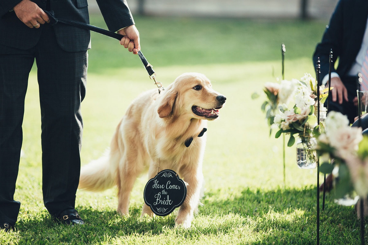 pet no casamento
