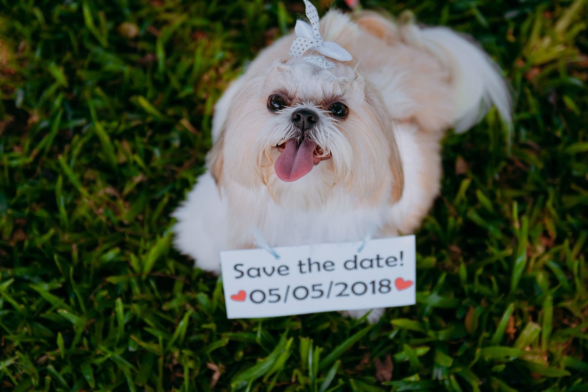 pet no casamento