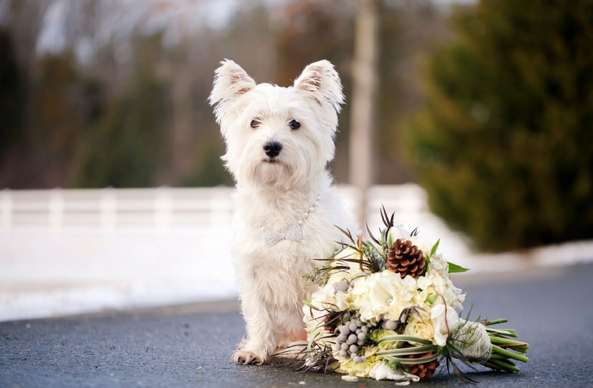 pet no casamento