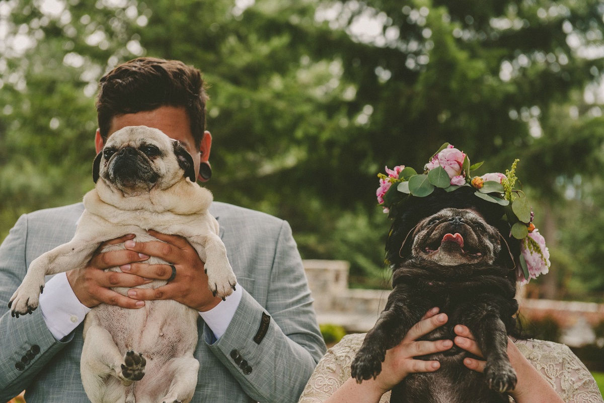 pet no casamento