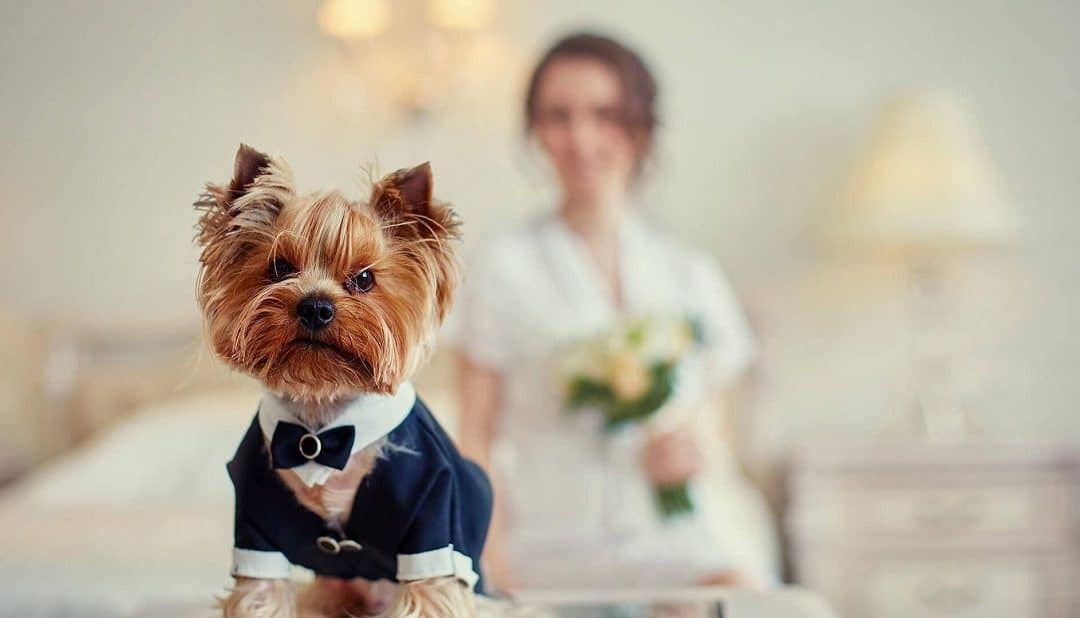 5 dicas para realizar um casamento pet friendly