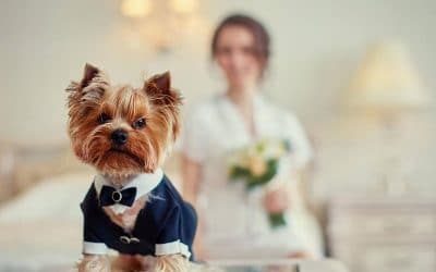 5 dicas para realizar um casamento pet friendly