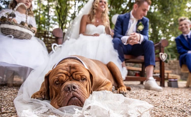 casamento pet friendly