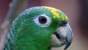 Loro