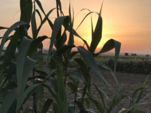 Sundown in the fields on the camino.