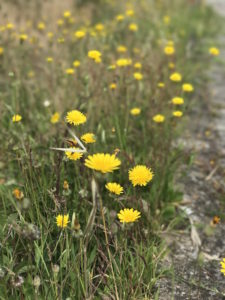 Dancing dandelions from the gusts of wind on the Camino Portuguese.