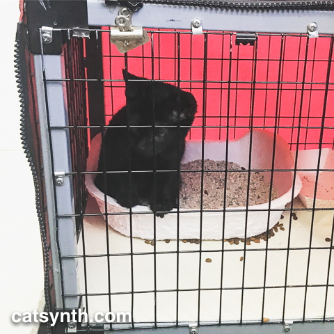 Black Kitten