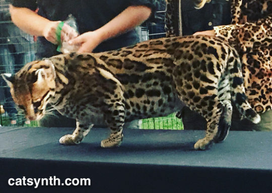 Ocelot