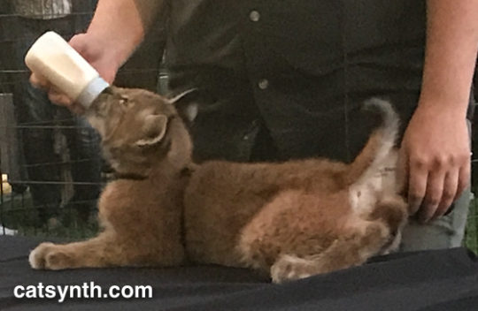 Siberian Lynx kitten