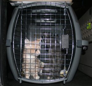 Rescue Cats from Texas coming to SF SPCA.