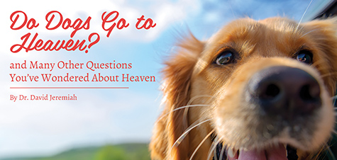 do dogs go to heaven do dogs go to heaven davidjeremiah org do dogs go to heaven do dogs go to heaven davidjeremiah org