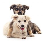 3 Ways to Effectively Potty Train Your Puppy