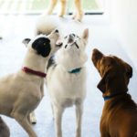 4 Benefits of Socialization