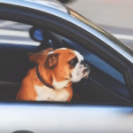 What To Do If You See a Dog in a Hot Car