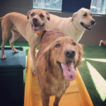 How Much Exercise Does Your Dog Need?