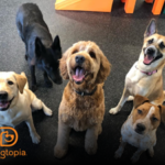How to Tell the Difference Between Dog Play and Aggression