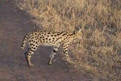 serval in Tanzania serval