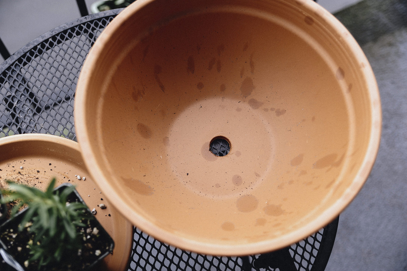 diy herb garden growth diy herb garden growth